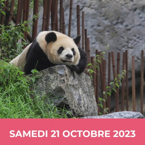 2023-Halloween Pairi Daiza